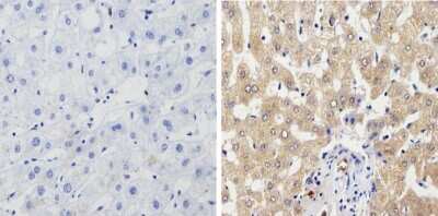 Immunohistochemistry-Paraffin: Cytochrome P450 1A1/1A2 Antibody (MC1) [NB100-74398]