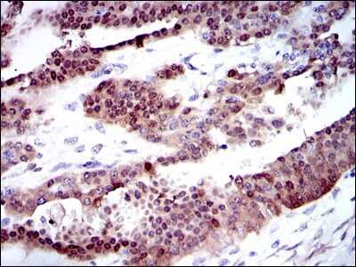 Immunohistochemistry-Paraffin: Cytochrome P450 1A1 Antibody (6G5) - BSA Free [NBP2-37526]