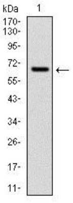 Western Blot: Cytochrome P450 1A1 Antibody (6G5)BSA Free [NBP2-37526]