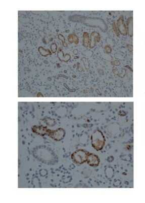 Immunohistochemistry-Paraffin: Cytochrome P450 1A1 Antibody [NBP1-62391]