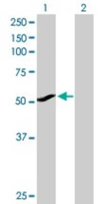 Western Blot: Cytochrome P450 1A1 Antibody [H00001543-D01P]