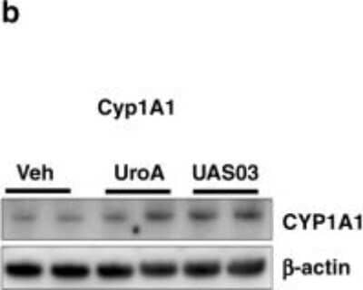 Western Blot: Cytochrome P450 1A1 Antibody [H00001543-D01P]