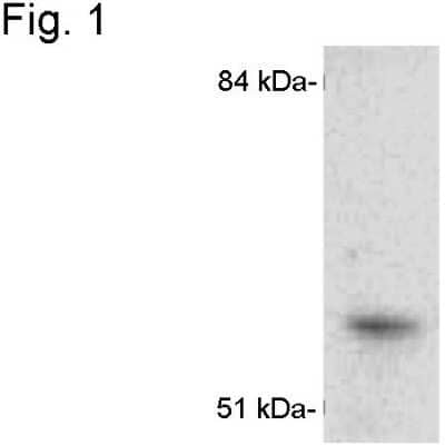 Western Blot: Cytochrome P450 1A1 Antibody [NB300-608]