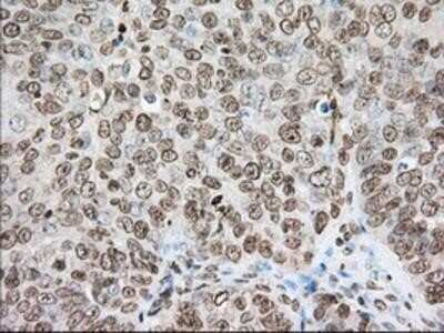 Immunohistochemistry-Paraffin: Cytochrome P450 1A2 Antibody (OTI8F1) [NBP2-02563]