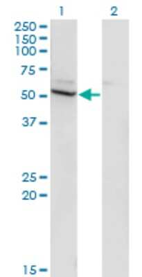 Western Blot: Cytochrome P450 26B1 Antibody (2G7) [H00056603-M02]