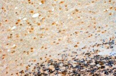 Immunohistochemistry-Paraffin: Cytochrome P450 26B1 Antibody [NB100-53810]