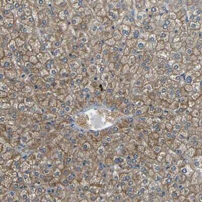 Immunohistochemistry-Paraffin: Cytochrome P450 26B1 Antibody [NBP1-87371]
