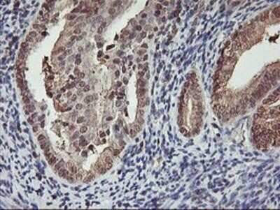 Immunohistochemistry-Paraffin: Cytochrome P450 2A6 Antibody (OTI1D2) [NBP2-01437]