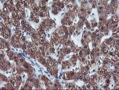 Immunohistochemistry-Paraffin: Cytochrome P450 2A6 Antibody (OTI1D2) [NBP2-01437]