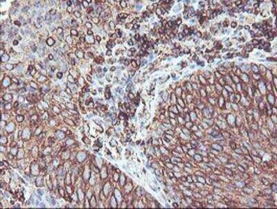 Immunohistochemistry-Paraffin: Cytochrome P450 2B6 Antibody (OTI3D5) [NBP2-01800]