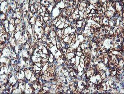 Immunohistochemistry-Paraffin: Cytochrome P450 2B6 Antibody (OTI3D5) [NBP2-01800]