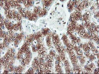 Immunohistochemistry-Paraffin: Cytochrome P450 2B6 Antibody (OTI3D5) [NBP2-01800]