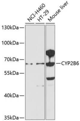 Western Blot: Cytochrome P450 2B6 AntibodyBSA Free [NBP2-92746]