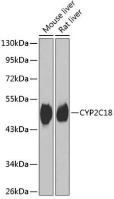 Western Blot: Cytochrome P450 2C18 AntibodyBSA Free [NBP2-92808]