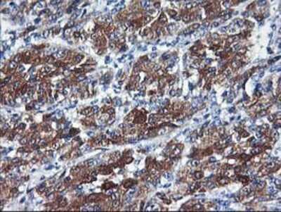 Immunohistochemistry-Paraffin: Cytochrome P450 2C9 Antibody (OTI1D7) [NBP2-01397]