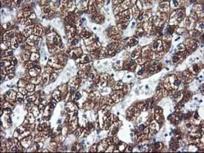 Immunohistochemistry-Paraffin: Cytochrome P450 2C9 Antibody (OTI1D7) [NBP2-01397]