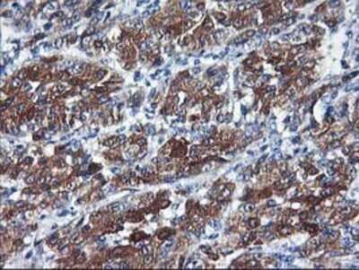 Immunohistochemistry: Cytochrome P450 2C9 Antibody (OTI1D7) - Azide and BSA Free [NBP2-70528]