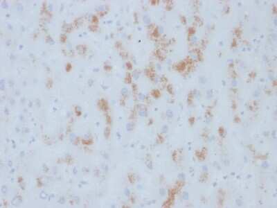 Immunohistochemistry-Paraffin: Cytochrome P450 2E1 Antibody (M12P4H2) - Azide and BSA Free [NBP3-08831]