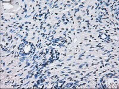 Immunohistochemistry: Cytochrome P450 2E1 Antibody (OTI5B9) - Azide and BSA Free [NBP2-70531]