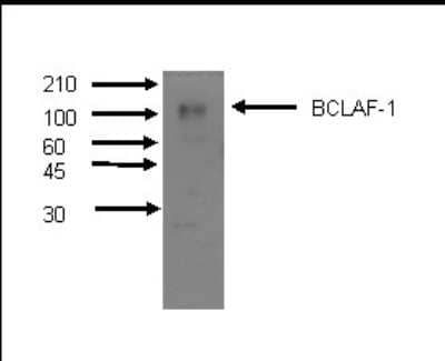 Western Blot: Cytochrome P450 3A4/3A5 Antibody (F24P2B10)BSA Free [NBP2-50208]