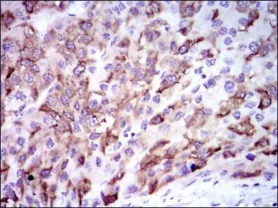 Immunohistochemistry-Paraffin: Cytochrome P450 3A4 Antibody (3H8) - BSA Free [NBP2-37502]