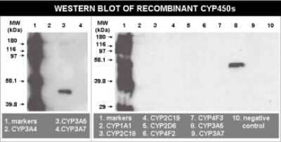 Western Blot: Cytochrome P450 3A5 Antibody (F18P3B6)BSA Free [NBP2-50209]