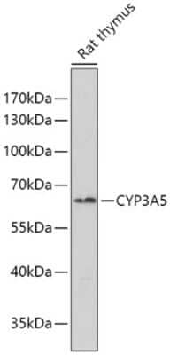 Western Blot: Cytochrome P450 3A5 AntibodyBSA Free [NBP2-92508]