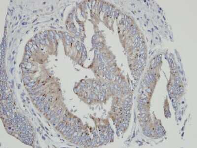 Immunohistochemistry-Paraffin: Cytochrome P450 4A Antibody [NBP1-31427]