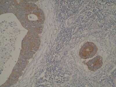 Immunohistochemistry: Cytochrome P450 4A Antibody (M25-P2A10) - BSA Free [NBP2-50212]