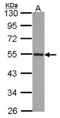 Western Blot: Cytochrome P450 4A Antibody [NBP2-16081]