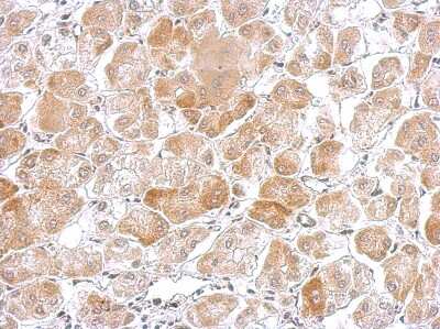 Immunohistochemistry-Paraffin: POR/Cytochrome P450 Reductase Antibody [NBP2-16083]