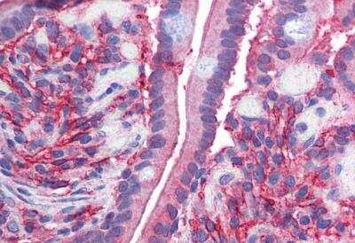 Immunohistochemistry-Paraffin: Cytochrome b reductase 1 Antibody [NB300-914]