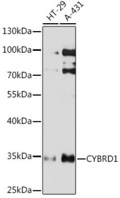 Western Blot: Cytochrome b reductase 1 AntibodyAzide and BSA Free [NBP3-15534]