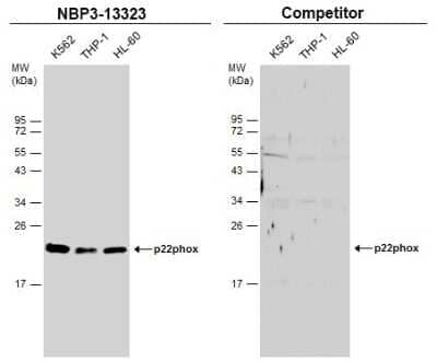 Western Blot: Cytochrome b245 alpha Antibody [NBP3-13323]