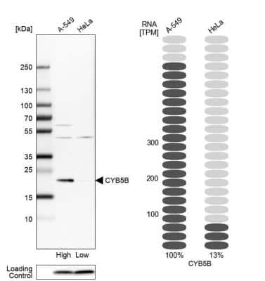 Western Blot: Cytochrome b5 Outer Mitochondrial Membrane Antibody [NBP1-88039]