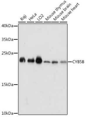 Western Blot: Cytochrome b5 Outer Mitochondrial Membrane AntibodyAzide and BSA Free [NBP2-92276]