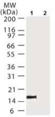 Immunoprecipitation: Cytochrome c Antibody (6H2.B4) - Azide and BSA Free [NBP2-80687]