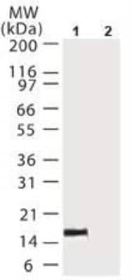 Immunoprecipitation: Cytochrome c Antibody (6H2.B4) [NBP2-24872]