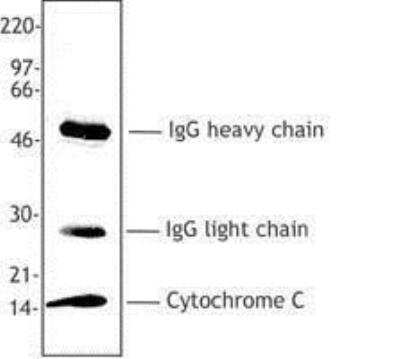 Immunoprecipitation: Cytochrome c Antibody (6H2.B4) [NBP2-24872]