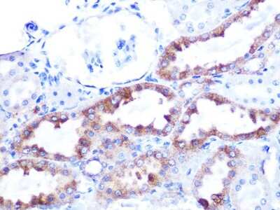 Immunohistochemistry-Paraffin: Cytochrome c Antibody (6R10F3) [NBP3-16512]