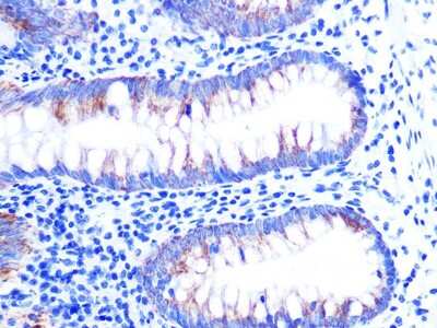 Immunohistochemistry-Paraffin: Cytochrome c Antibody (6R10F3) [NBP3-16512]