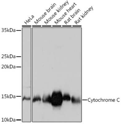 Western Blot: Cytochrome c Antibody (6R10F3) [NBP3-16512]