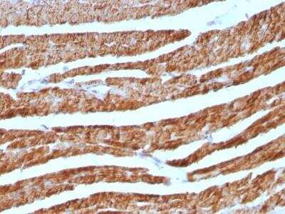 Immunohistochemistry-Paraffin: Cytochrome c Antibody (7H8.2C12 + CYCS/1010) - Azide and BSA Free [NBP2-47694]