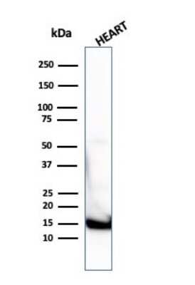 Western Blot: Cytochrome c Antibody (7H8.2C12 + CYCS/1010)Azide and BSA Free [NBP2-47694]