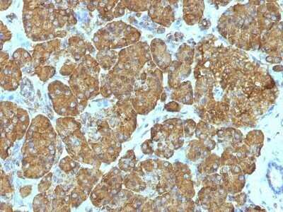 Immunohistochemistry-Paraffin: Cytochrome c Antibody (7H8.2C12 + CYCS/1010) - IHC-Prediluted [NBP2-48164]