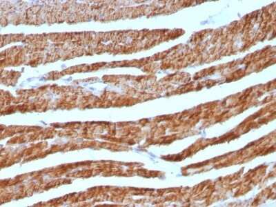 Immunohistochemistry-Paraffin: Cytochrome c Antibody (7H8.2C12 + CYCS/1010) [NBP2-44447]