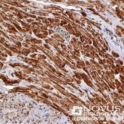 Immunohistochemistry: Cytochrome c Antibody (7H8.2C12) - Azide and BSA Free [NBP2-80686]