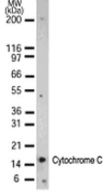 Western Blot: Cytochrome c Antibody (7H8.2C12)Azide and BSA Free [NBP2-80686]