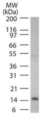 Western Blot: Cytochrome c Antibody (7H8.2C12)Azide and BSA Free [NBP2-80686]