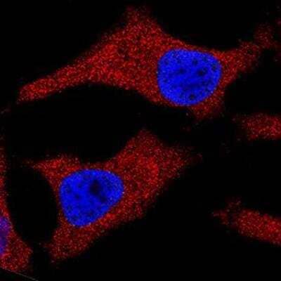 Cytochrome c Antibody (7H8.2C12) - BSA Free (NB100-56503) by